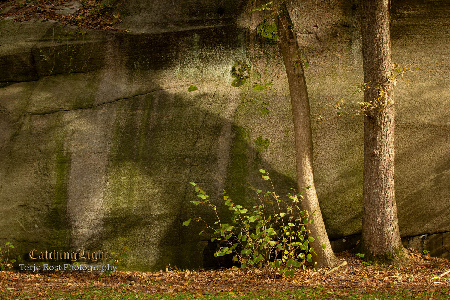Tree and shadow on the rocks